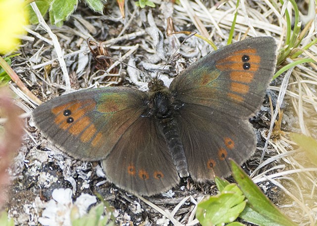 6 sp. di Erebia